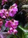 Bressingham Ruby