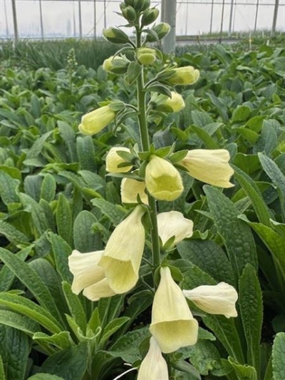 Arctic Fox Lemon Cream