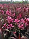 Monarch Pink