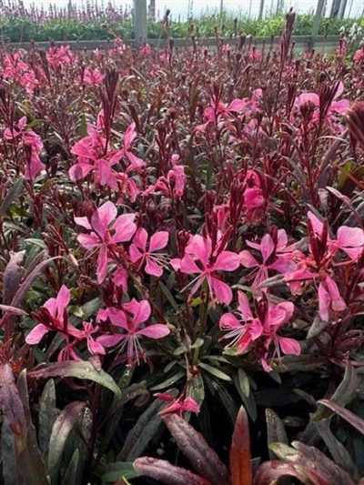 Monarch Pink