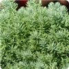Blue Spruce