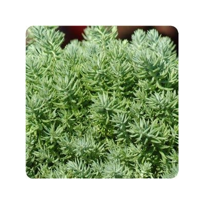 Blue Spruce