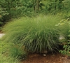 Gracillimus