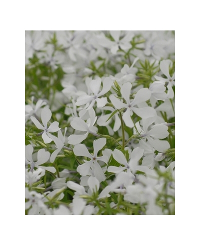 Maybreeze