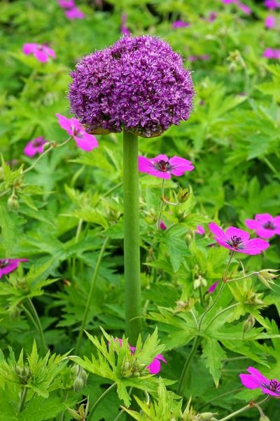 Giganteum