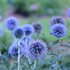 Blue Glow
