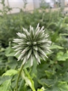 Star Frost