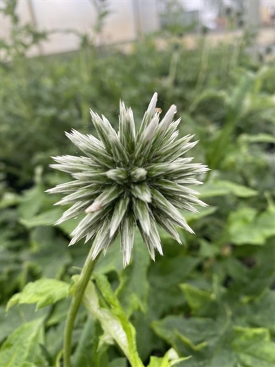 Star Frost