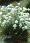Rubrifolia