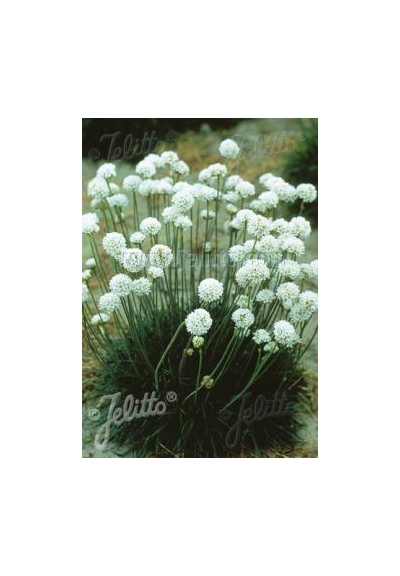 Rubrifolia
