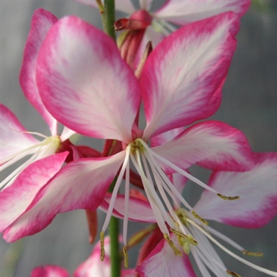 Rosy Jane