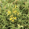 variegatum