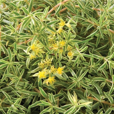 variegatum