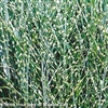 Zebrinus (Zebra)