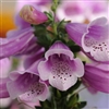 Dalmatian Rose