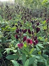 Burgundy Blast