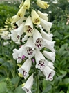 Dalmatian White