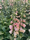 Dalmatian Peach