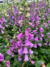 Dalmatian Purple
