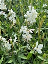 Whirling Butterflies