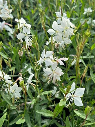 Whirling Butterflies