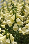 Arctic Fox Lemon Cream