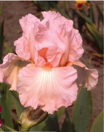 Pink Attraction