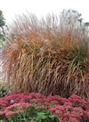Purpurascens