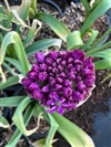 Purple Sensation