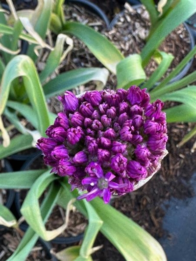 Purple Sensation