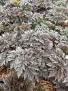 Atropurpurea