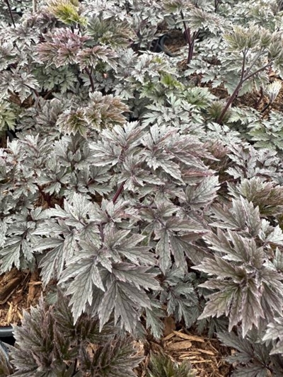 Atropurpurea