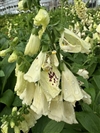 Dalmatian Cream