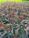 Monarch Pink