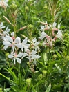Monarch White