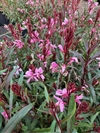 Passionate Blush