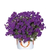 Rock on Purple