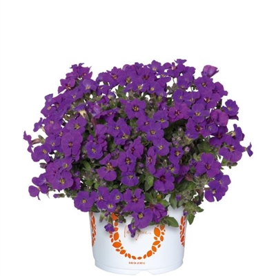 Rock on Purple
