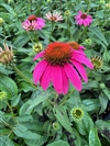 Ruby Star