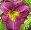 Purple D'oro