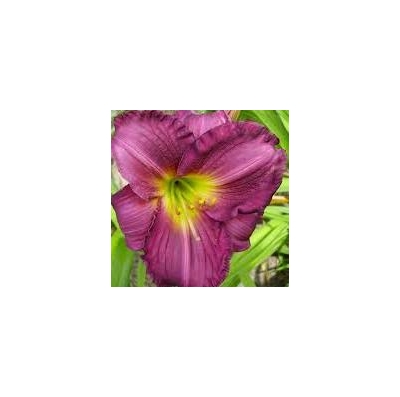 Purple D'oro