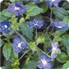 Georgia Blue