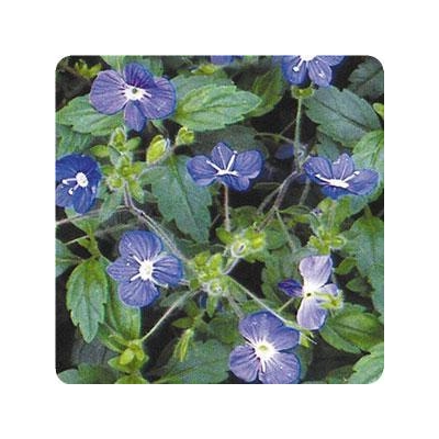Georgia Blue