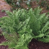 Male Fern