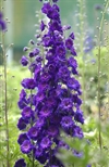 Pagan Purples (New Millennium)