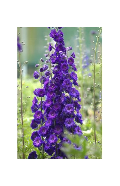 Pagan Purples (New Millennium)