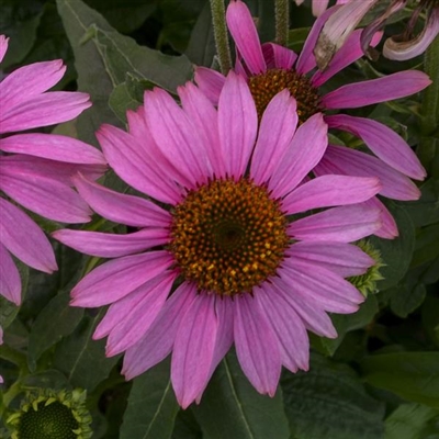 Prairie Splendor Compact Rose