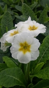 Crescendo Pure White