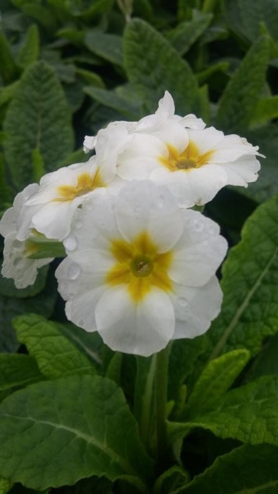 Crescendo Pure White
