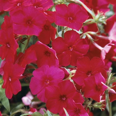 Candy Store Bubblegum Pink Phlox